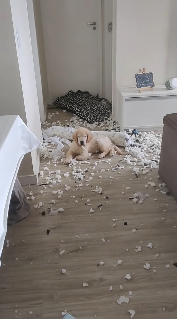 気持ちよさそうにお昼寝している子犬。ところがその周りには・・、とんでもないイタズラの惨状が広がっていました！！