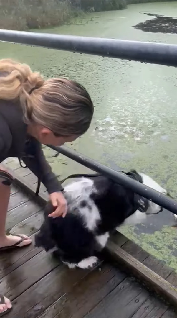 水面を泳ぐアヒルの姿をしげしげと見つめる犬。飼い主さんが「あっちへ行こう」の意味で「GO!」と言ったところ、ある勘違いをしたらしく・・！