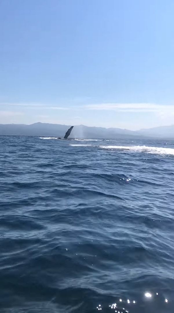 最高のホエールウォッチング！クジラのジャンプ、ブリーチングを見ることができてラッキー！と思ったら・・・、次の瞬間さらにスゴいことが！！