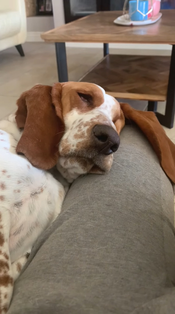 飼い主さんの膝枕でお昼寝中の犬。ところが、滑ってしまい頭が膝枕から落ちてしまい・・・、これは流石に目覚めるかと思われましたが・・・