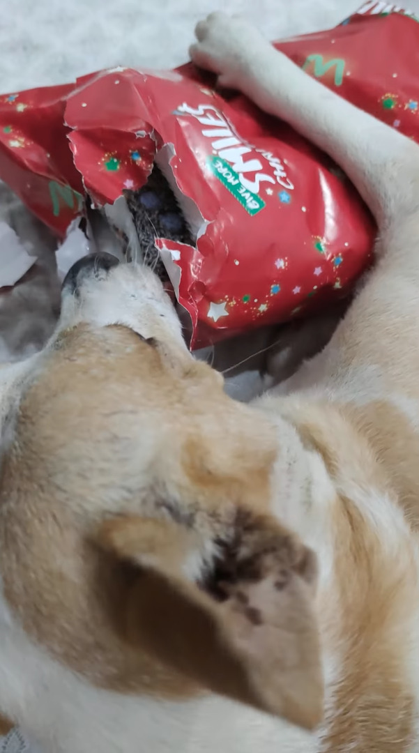 クリスマスプレゼントを楽しそうに開ける愛犬。かじりながら上手に破ると中からブランケットが！早速くるまって嬉しそう！！