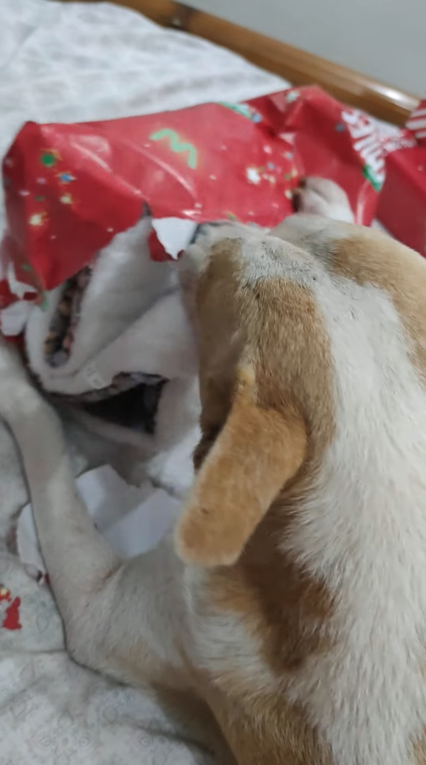 クリスマスプレゼントを楽しそうに開ける愛犬。かじりながら上手に破ると中からブランケットが！早速くるまって嬉しそう！！