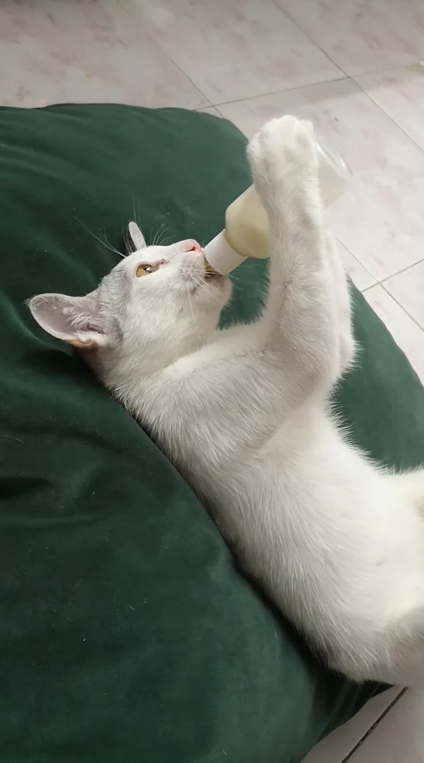 哺乳瓶からミルクを飲む猫。仰向けになってまったり飲んでいるその姿は、なんだかクセ強めです