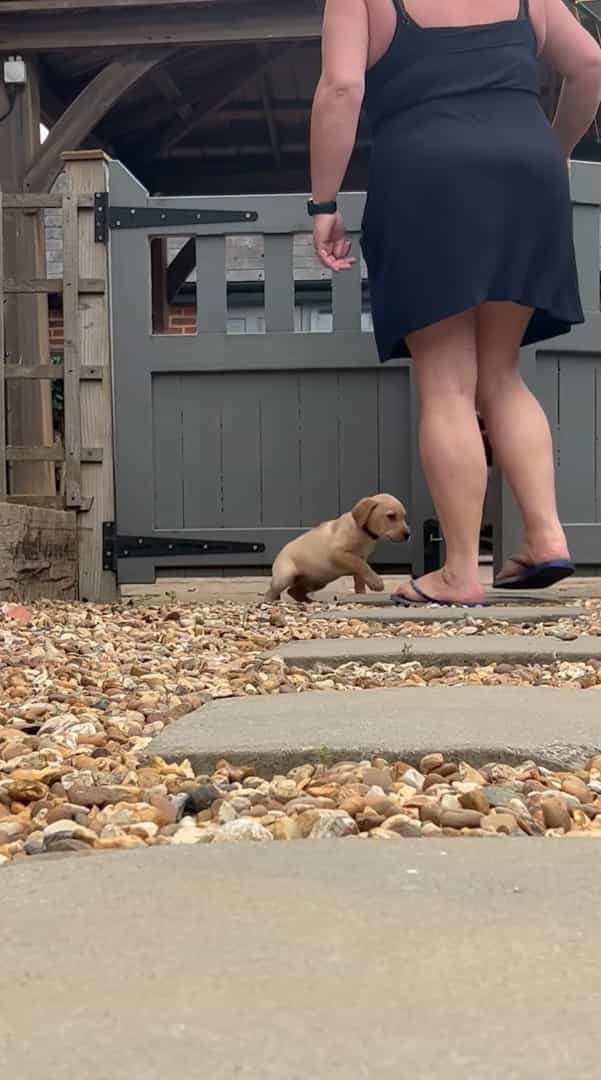 せっかちな愛犬が外から帰って来ると・・。門が開くのが待っていられなかったようで、『驚きの行動』に出て帰宅してみせました！！【海外・動画】