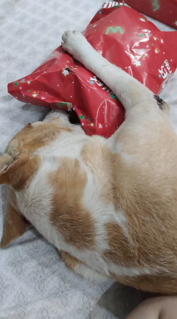 クリスマスプレゼントを楽しそうに開ける愛犬。かじりながら上手に破ると中からブランケットが！早速くるまって嬉しそう！！