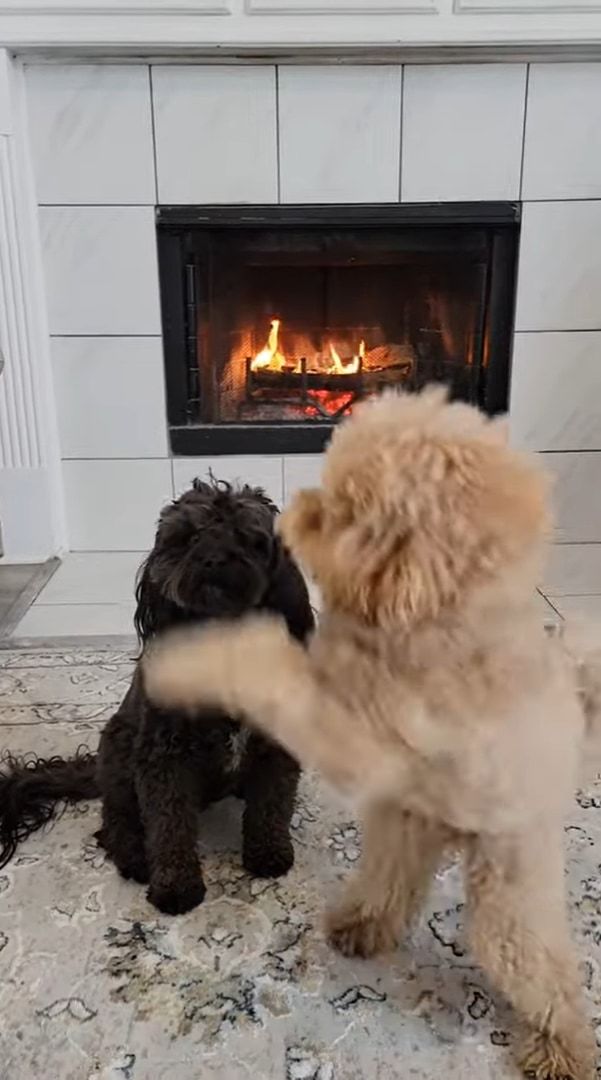 2匹は仲良し！お友達のことをぎゅっと抱きしめる犬の姿が尊い。その仲良しっぷりを見せつけられているようです