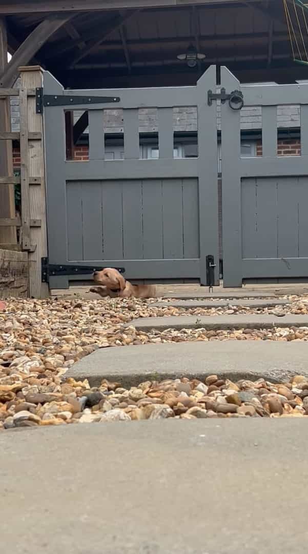 せっかちな愛犬が外から帰って来ると・・。門が開くのが待っていられなかったようで、『驚きの行動』に出て帰宅してみせました！！【海外・動画】