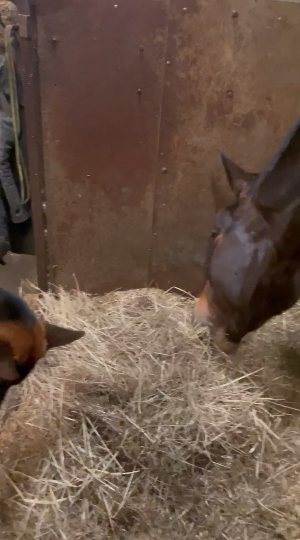 美味しそうに馬が食べていた飼葉が気になった？なんとそばにいた愛犬も牧草をはむはむしはじめました！