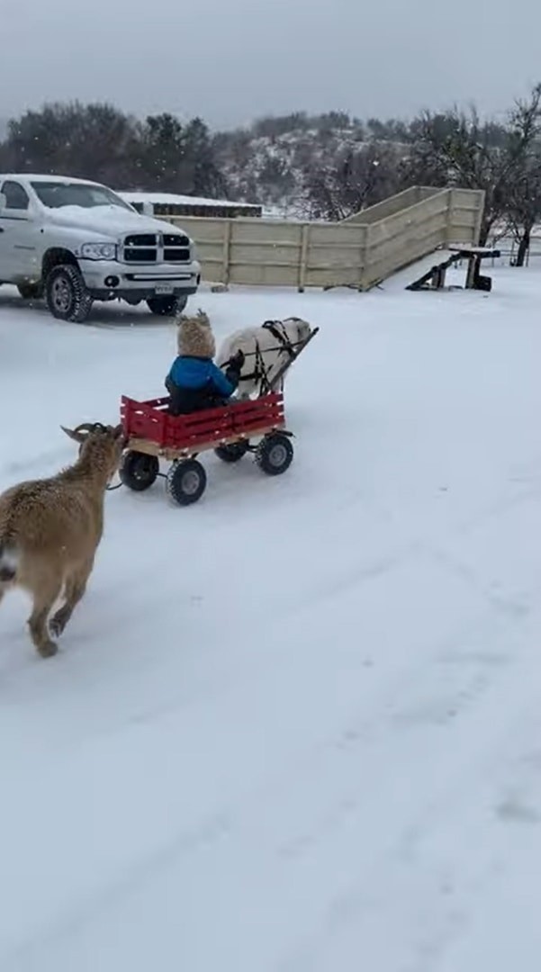 犬ゾリならぬヤギワゴン？！小さな子を乗せたキャリーワゴンを曳いて進んでいくのは、2頭のヤギでした！！