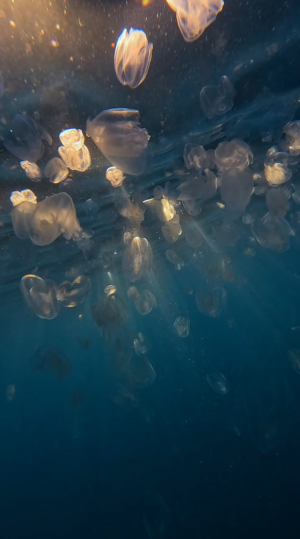 シドニーの人気ビーチ、クロヌラビーチの海中からの映像に癒やされる！！たゆたうクラゲの群れがいました！！