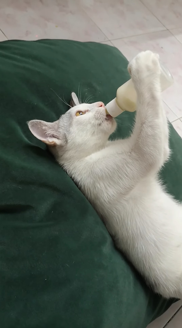 哺乳瓶からミルクを飲む猫。仰向けになってまったり飲んでいるその姿は、なんだかクセ強めです