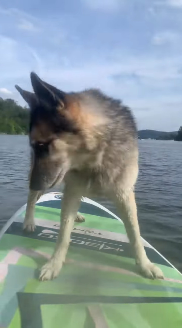 飼い主さんと一緒にパドルボードで湖面に浮かぶ愛犬。ところが、この子が急に湖に飛び込んだ結果、飼い主さんはとばっちりを喰らう羽目に・・