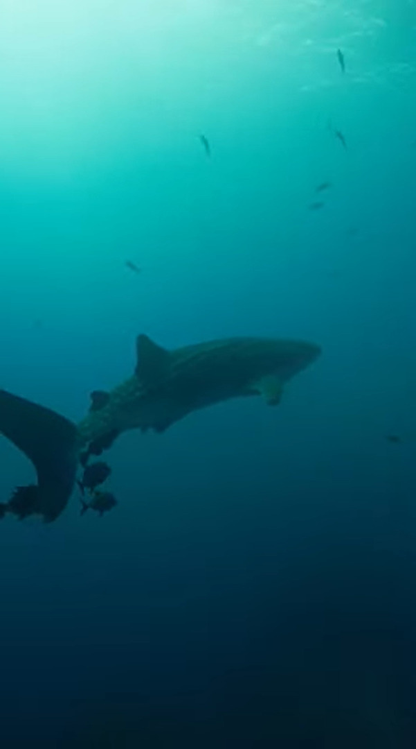 メキシコの海で出会ったジンベイザメ。頭上を掠めるようにゆっくり泳いで進んでいくその姿は圧巻です！！【海外・動画】