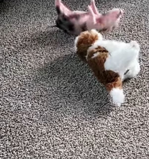 犬のぬいぐるみに飛びかかるけど、ちっちゃすぎて自分もコロコロ床を転がってしまうミニブタ。その姿がかわいすぎる！