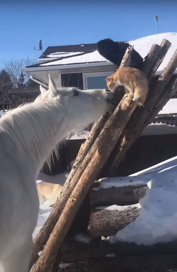 猫は体の大きな馬を見て怖気づいている？フレンドリーな馬が猫と仲良くしようと顔を寄せるのですが、猫はというと・・【海外・動画】