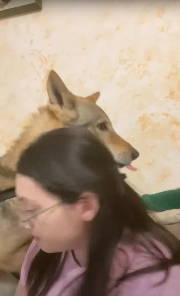 愛犬はパパさんが大好き！パパさんがキスしようとすると大喜びなのに、続けてママさんもキスをしようとしたら・・【海外・動画】