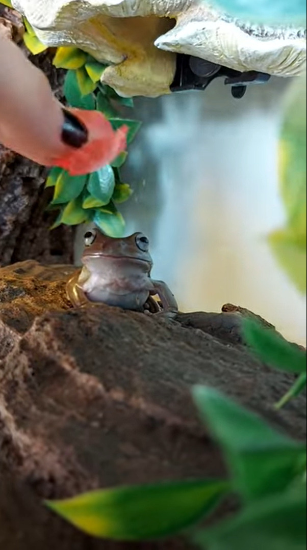 カエルの頭に小さな花を載せてみたら・・・。身じろぎひとつしなかったので、とてもステキな帽子になりました！！