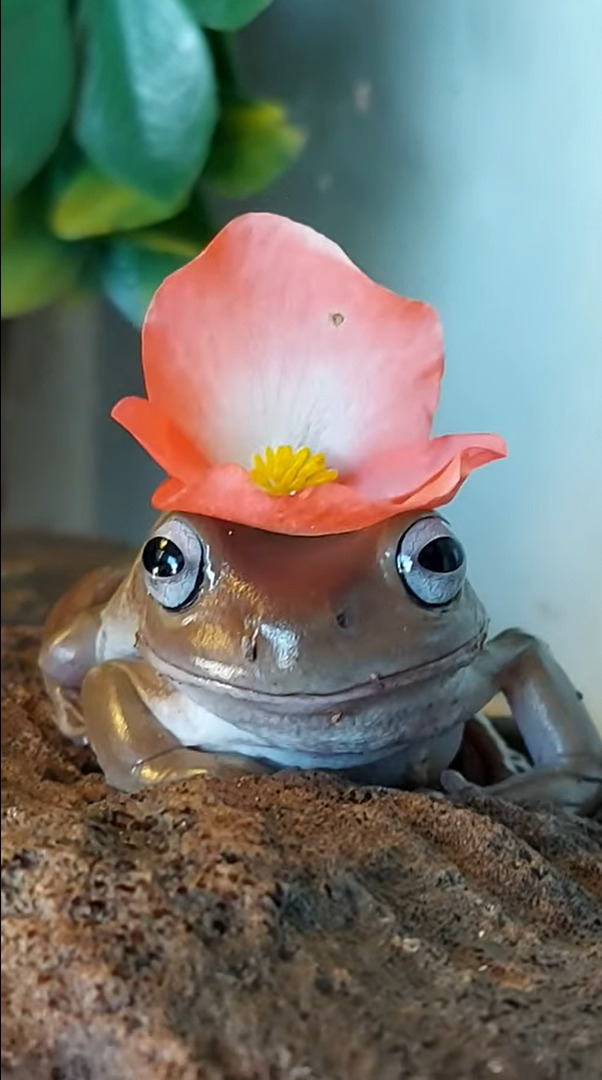 カエルの頭に小さな花を載せてみたら・・・。身じろぎひとつしなかったので、とてもステキな帽子になりました！！