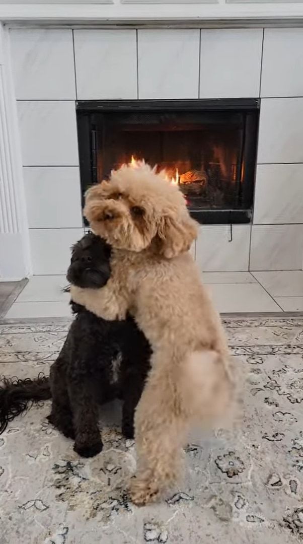 2匹は仲良し！お友達のことをぎゅっと抱きしめる犬の姿が尊い。その仲良しっぷりを見せつけられているようです