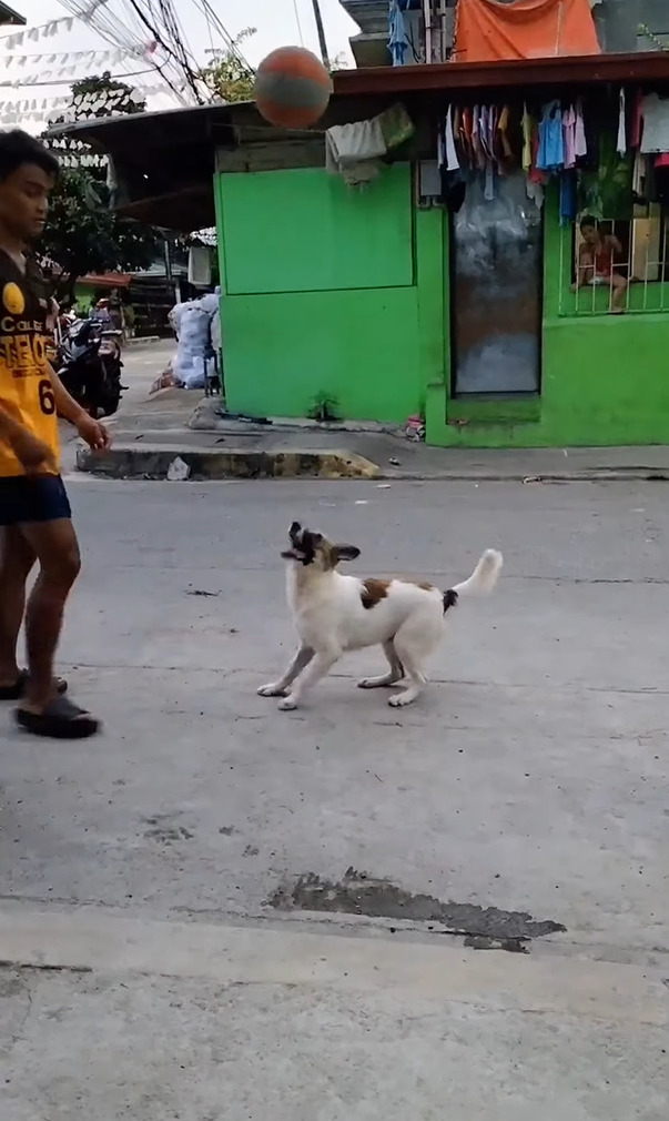 偶然？覚えた？飼い主さんがバスケットボールでドリブルをするのを見ていた愛犬。ボールを高く弾ませてもらうと・・なんとビックリ！！【動画】