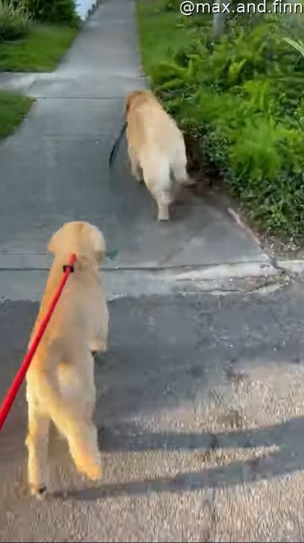 2匹の愛犬と楽しく散歩中と思ったら・・・、あれ？1匹のリードを持っているのは？？