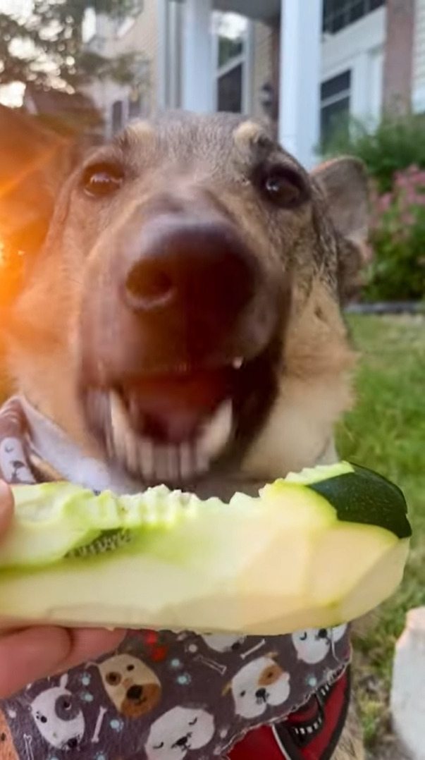 独特の食感がお気に入り？おやつをもぐもぐする愛犬。夢中になって口にしているその食べ物とは？！【アメリカ・動画】