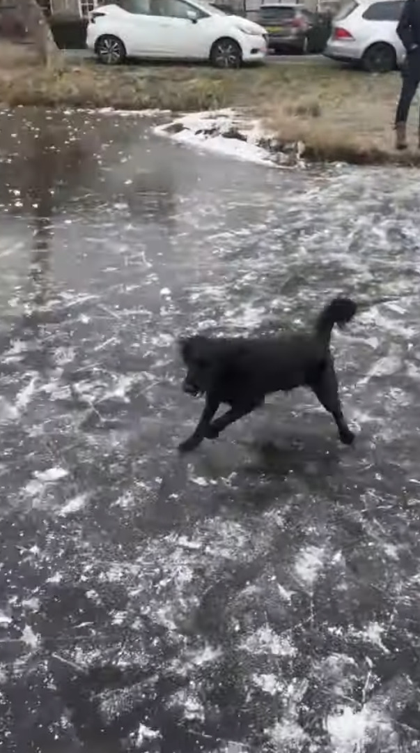 見事な走りっぷり！元気な子犬が氷の上を走る！走る！！滑って進むのではなく元気に駆けています