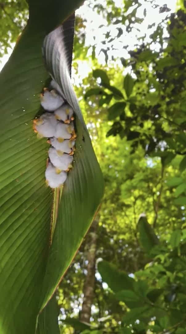 葉っぱの裏に白いモフモフのお団子が？！なにかの繭かと思ったら・・・、じつはこれ、シロヘラコウモリというコウモリたちなんです！！