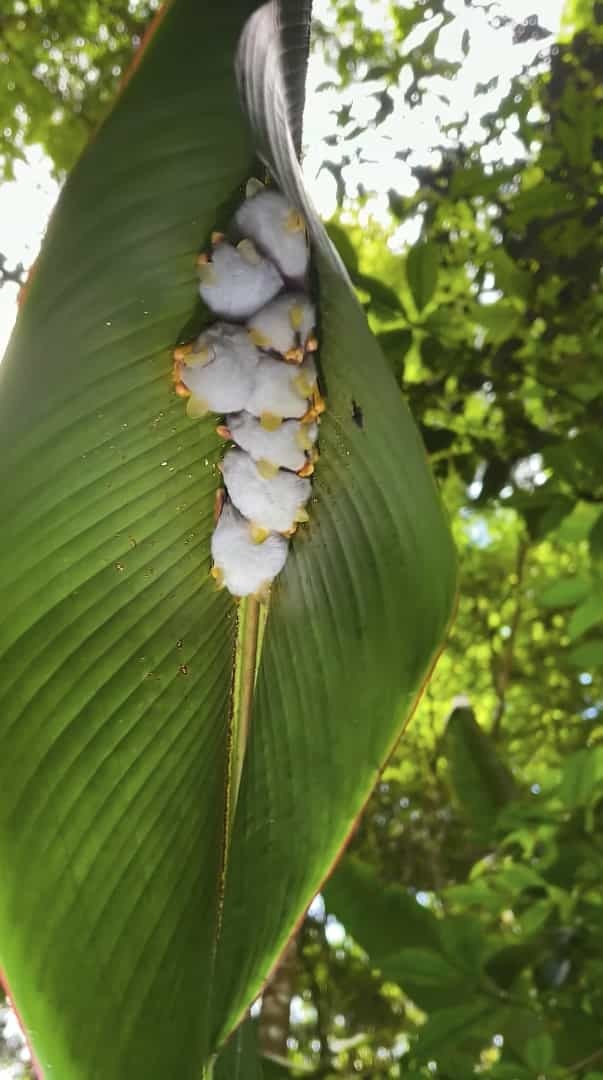 葉っぱの裏に白いモフモフのお団子が？！なにかの繭かと思ったら・・・、じつはこれ、シロヘラコウモリというコウモリたちなんです！！