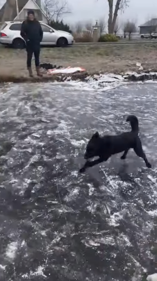 見事な走りっぷり！元気な子犬が氷の上を走る！走る！！滑って進むのではなく元気に駆けています