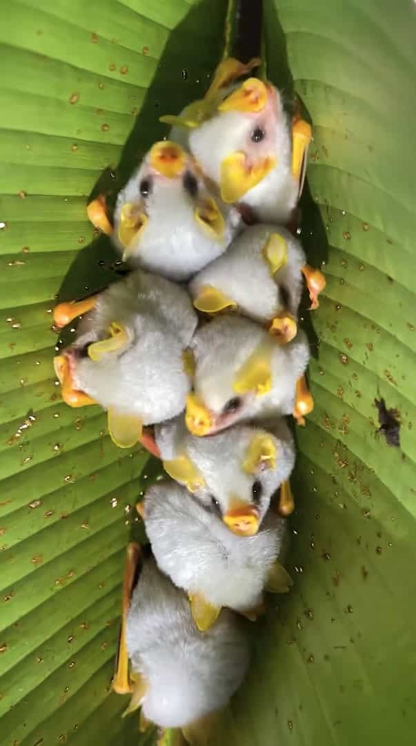 葉っぱの裏に白いモフモフのお団子が？！なにかの繭かと思ったら・・・、じつはこれ、シロヘラコウモリというコウモリたちなんです！！