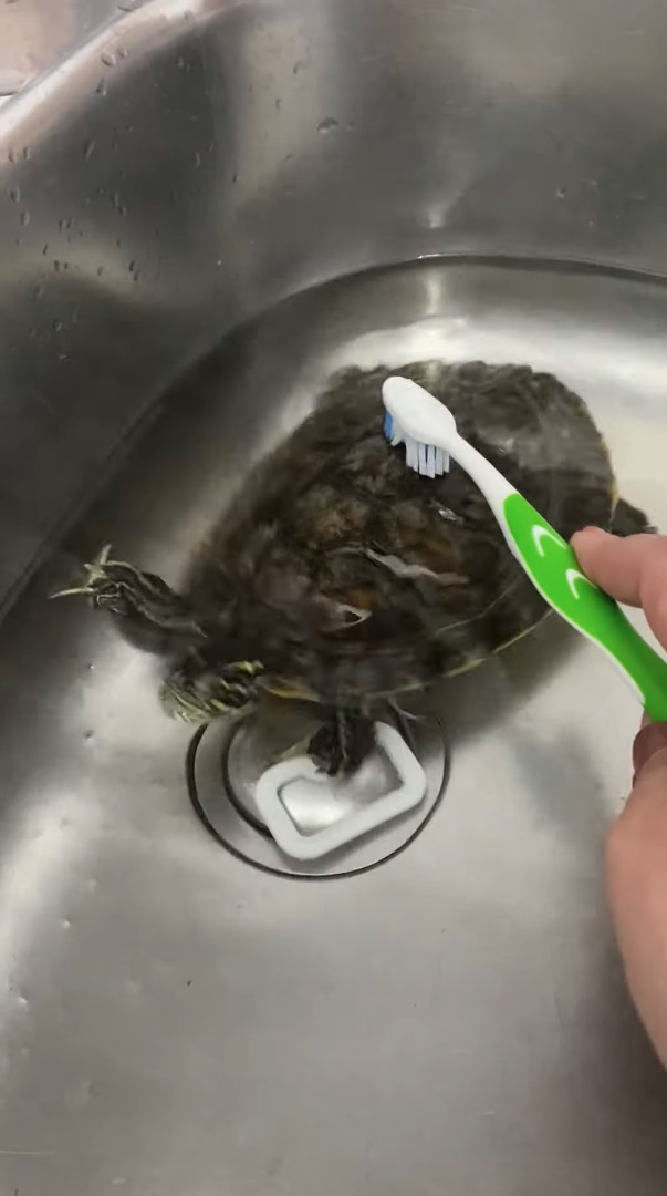 カメは甲羅磨きが大好き！歯ブラシを甲羅に当てた瞬間、ブンブンと体を振って自分で磨き始めます！！