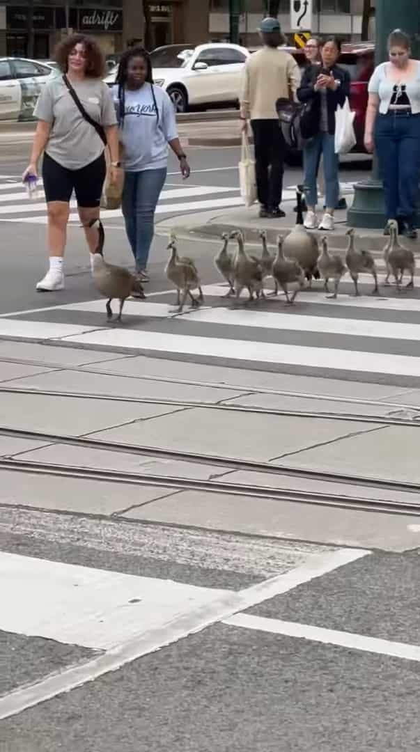 きれいな列を作って横断歩道を上手に渡るのは『あの動物』！？その姿に周囲の人も事故が起きないように、そばで見守っています【海外・動画】