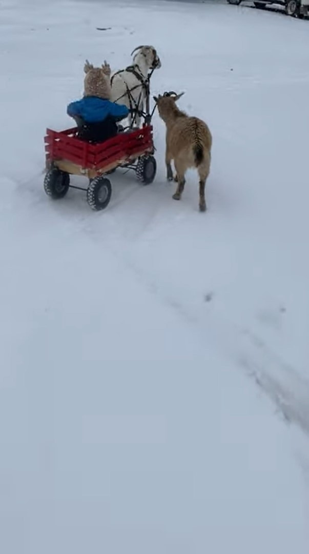 犬ゾリならぬヤギワゴン？！小さな子を乗せたキャリーワゴンを曳いて進んでいくのは、2頭のヤギでした！！