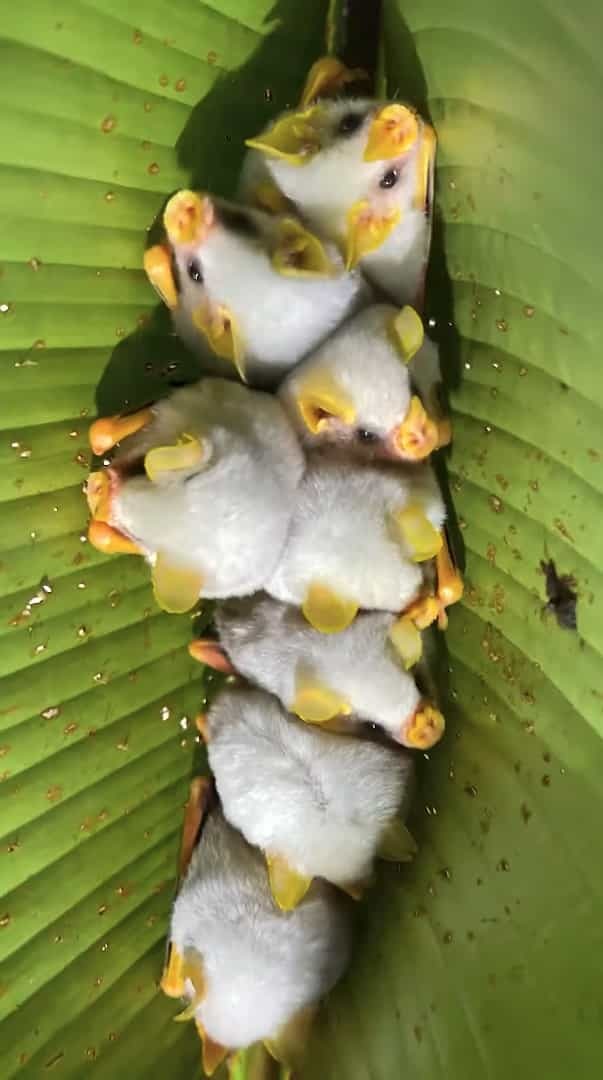 葉っぱの裏に白いモフモフのお団子が？！なにかの繭かと思ったら・・・、じつはこれ、シロヘラコウモリというコウモリたちなんです！！