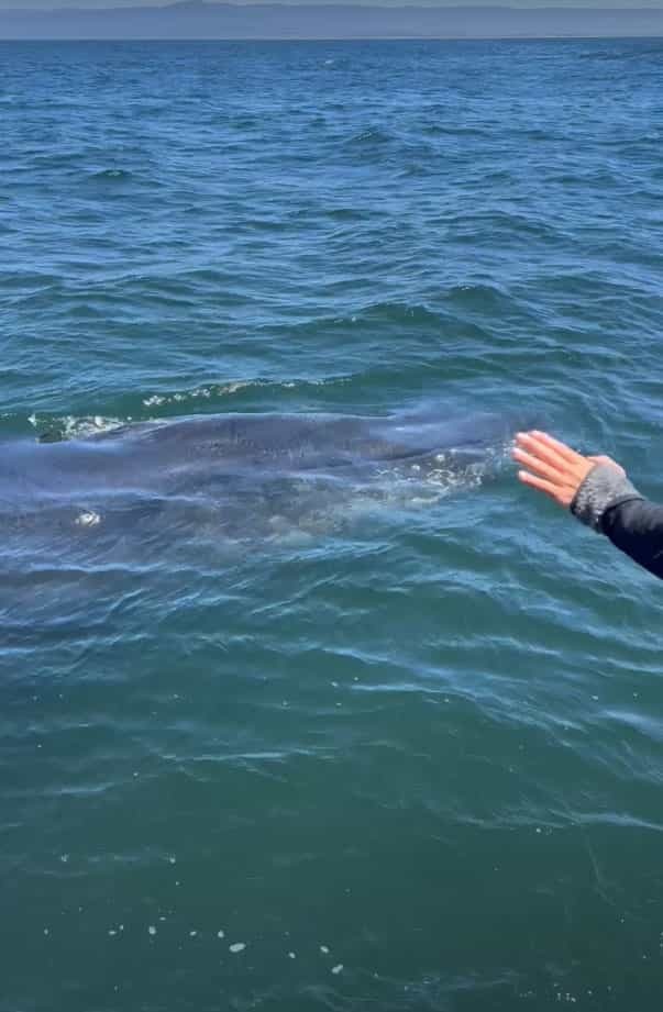 海上でボートに接近してくれたのは、クジラ！？みんなで声をかけていたら、素敵な挨拶をしてくれました！！【アメリカ・動画】