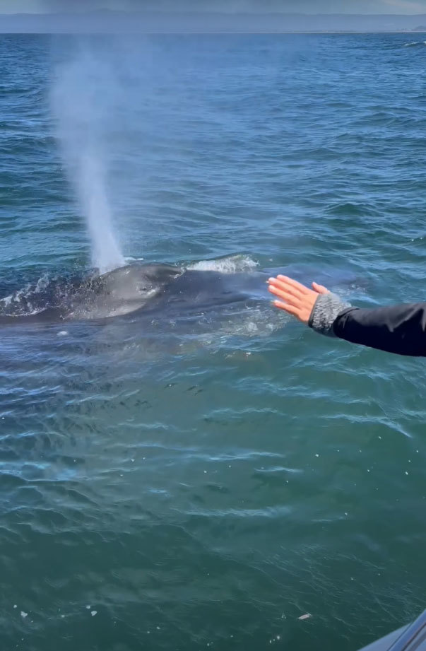 海上でボートに接近してくれたのは、クジラ！？みんなで声をかけていたら、素敵な挨拶をしてくれました！！【アメリカ・動画】