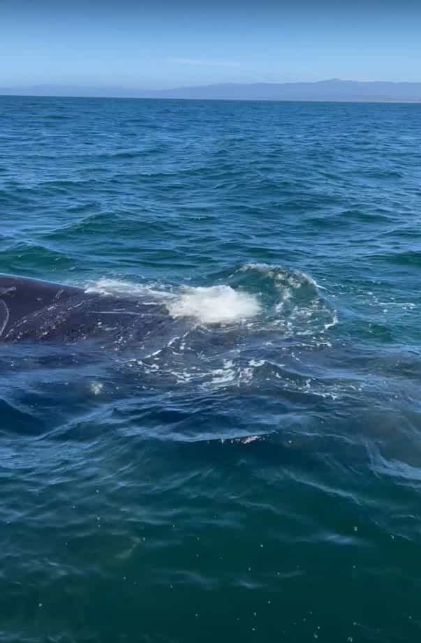 海上でボートに接近してくれたのは、クジラ！？みんなで声をかけていたら、素敵な挨拶をしてくれました！！【アメリカ・動画】