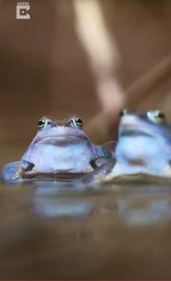 なにもない沼地かと思いきや、4時間粘った結果・・、すごくキレイな生き物の姿が撮れました！！