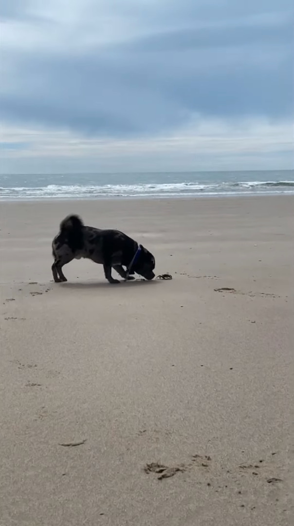 ビーチに遊びに来た子犬。発見したカニが気になるようでちょっかいをかけるのですが・・、カニも負けじとハサミを振りかざしています！！