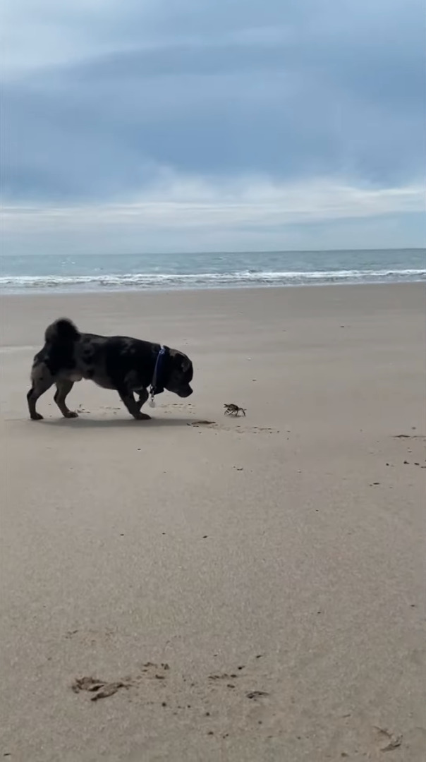 ビーチに遊びに来た子犬。発見したカニが気になるようでちょっかいをかけるのですが・・、カニも負けじとハサミを振りかざしています！！