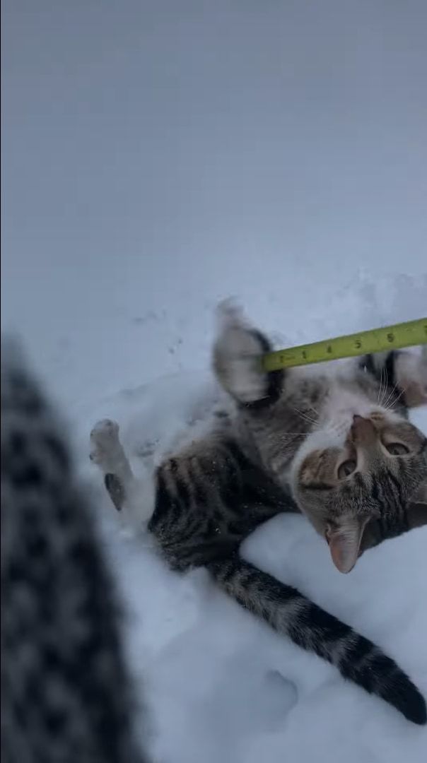 どれだけ積もったか調べたいのに・・・。雪の深さをメジャーで測ろうとしたら、とてもかわいいお邪魔虫がメジャーに向かって突進してきました！！