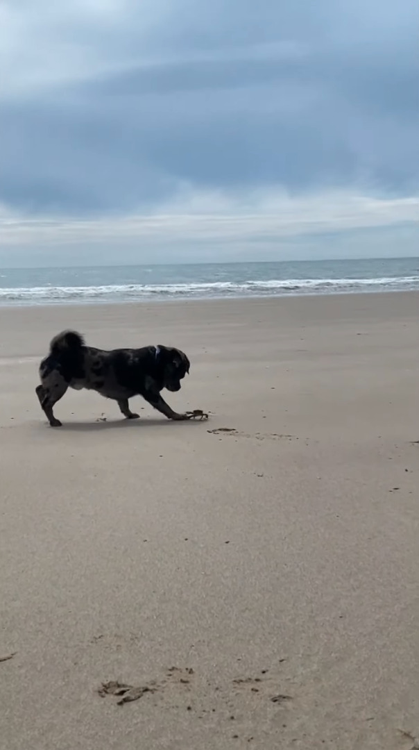 ビーチに遊びに来た子犬。発見したカニが気になるようでちょっかいをかけるのですが・・、カニも負けじとハサミを振りかざしています！！