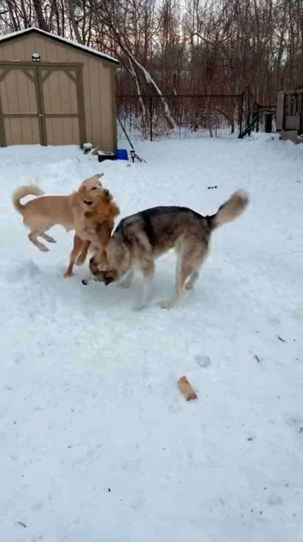 2匹の犬が雪原ではしゃいでいると思ったら・・・、威勢のよすぎる子が乱入してきた！！