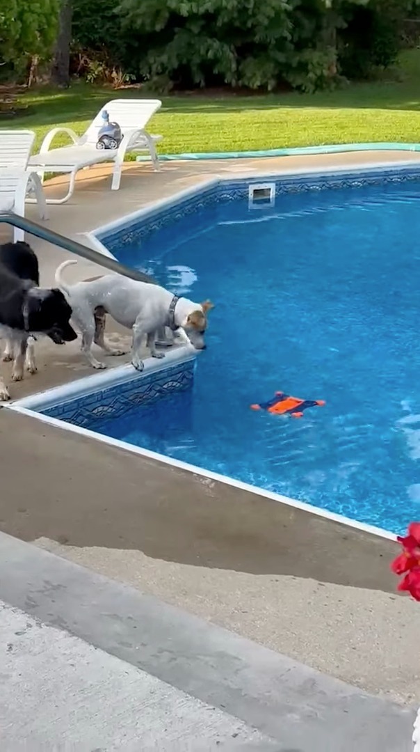 プールに浮かぶオモチャを取りたい2匹の犬。ついに1匹がオモチャをくわえたその時、もう1匹がまさかの『裏切り行為』に！？【アメリカ・動画】