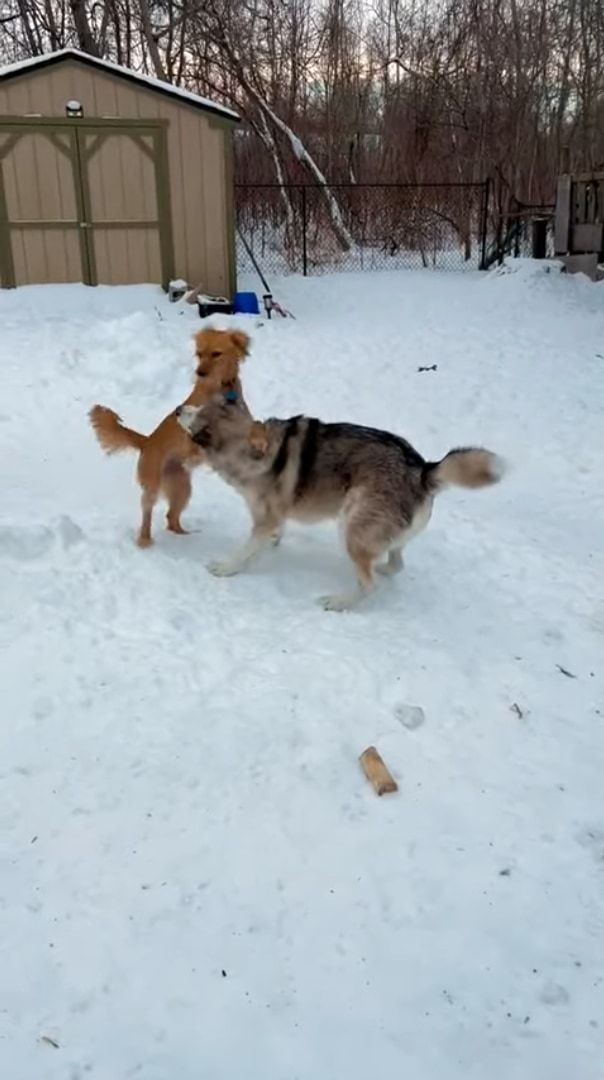 2匹の犬が雪原ではしゃいでいると思ったら・・・、威勢のよすぎる子が乱入してきた！！