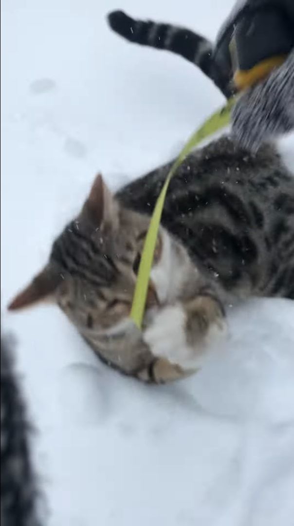 どれだけ積もったか調べたいのに・・・。雪の深さをメジャーで測ろうとしたら、とてもかわいいお邪魔虫がメジャーに向かって突進してきました！！