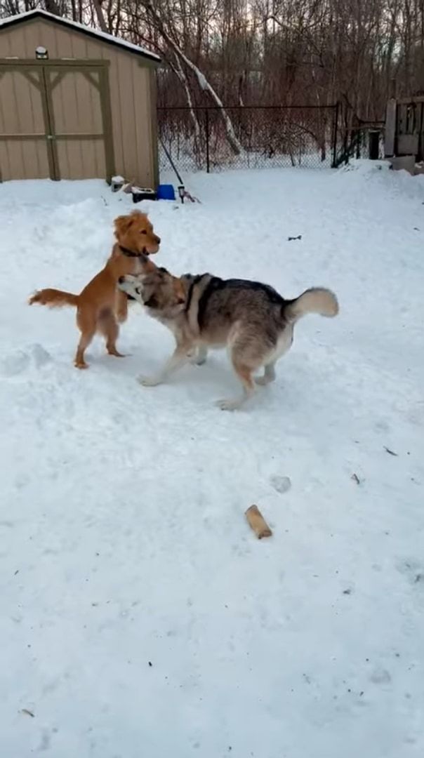 2匹の犬が雪原ではしゃいでいると思ったら・・・、威勢のよすぎる子が乱入してきた！！