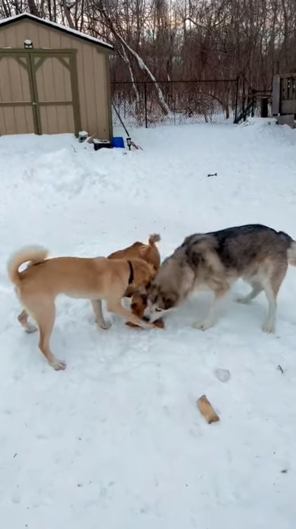 2匹の犬が雪原ではしゃいでいると思ったら・・・、威勢のよすぎる子が乱入してきた！！