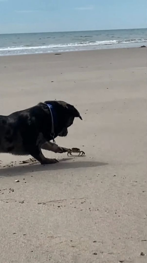 ビーチに遊びに来た子犬。発見したカニが気になるようでちょっかいをかけるのですが・・、カニも負けじとハサミを振りかざしています！！